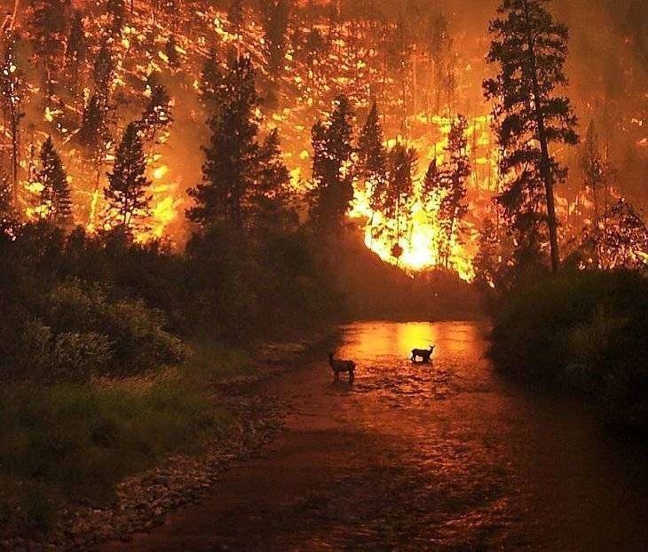 Una imagen de los incendios en Galicia. / Twitter