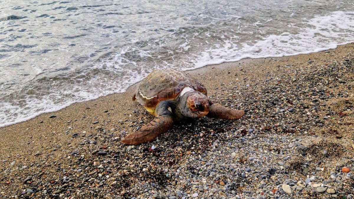 Tortuga varada en la playa de Fuente Caballos