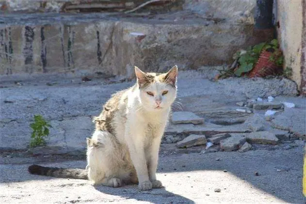 gato callejero
