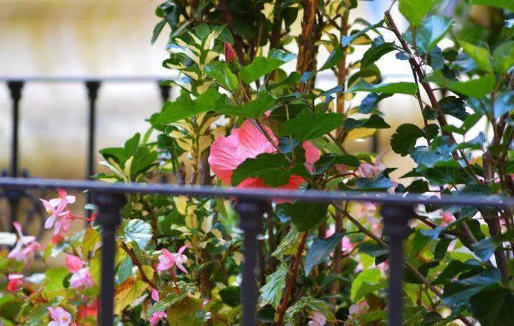 flores1