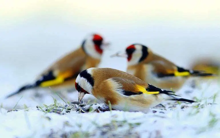 silvestrismo p&aacute;jaros