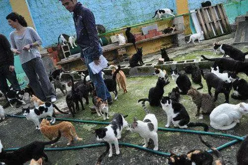 protectora de animales