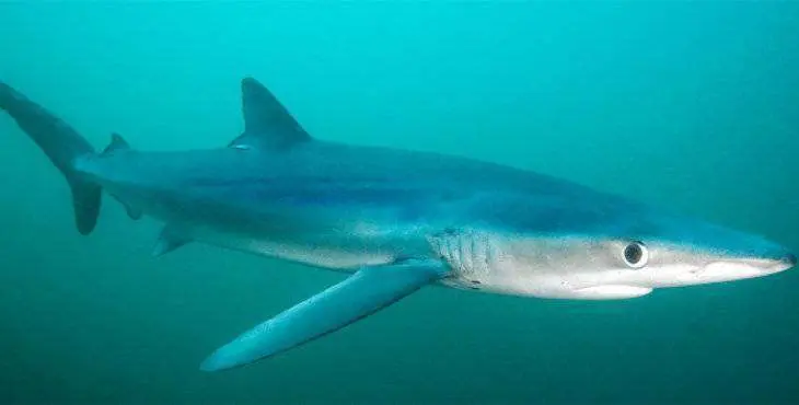 tiburon