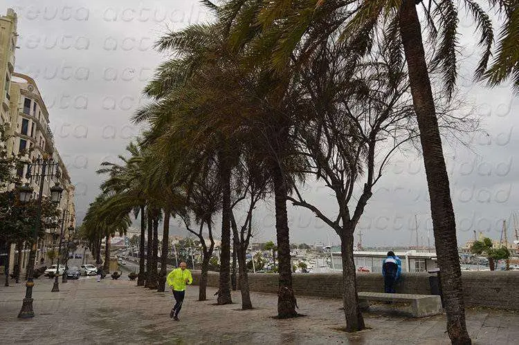 paseo de las palmeras levante temporal viento  OK