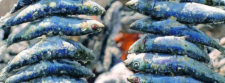 sardinas
