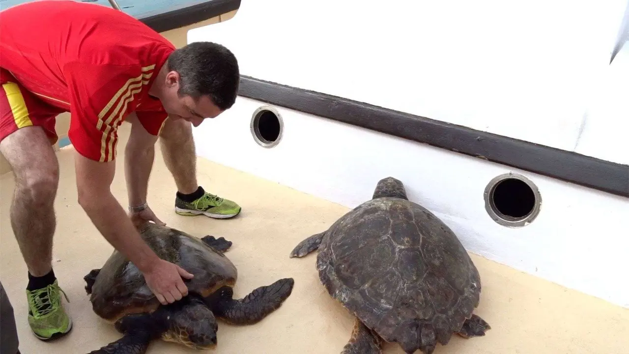tortugas en barco