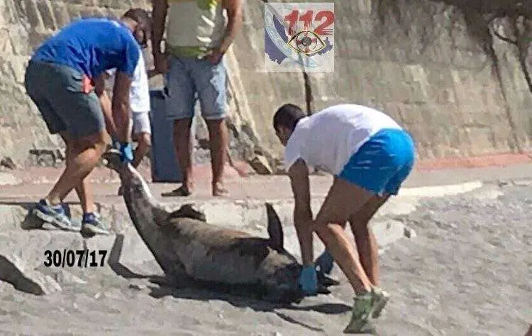 delf&iacute;n muerto en el chorrillo
