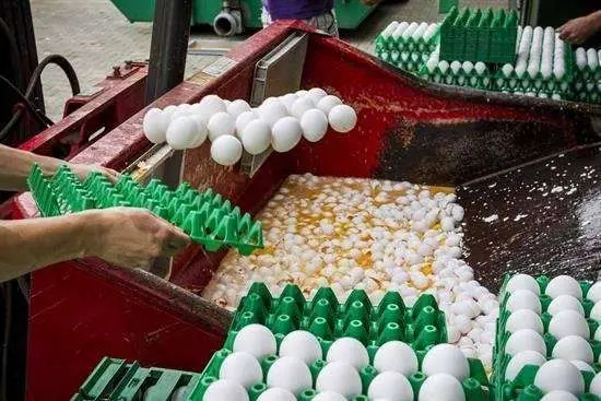 Ministros belgas comparecer&aacute;n en el Parlamento por huevos contaminados
