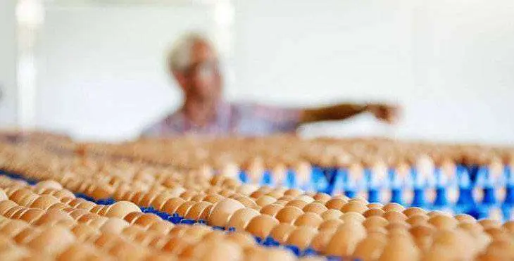 huevos contaminados