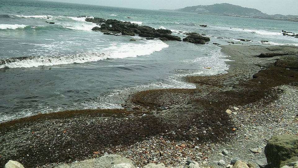 playa-bahia-norte-algas