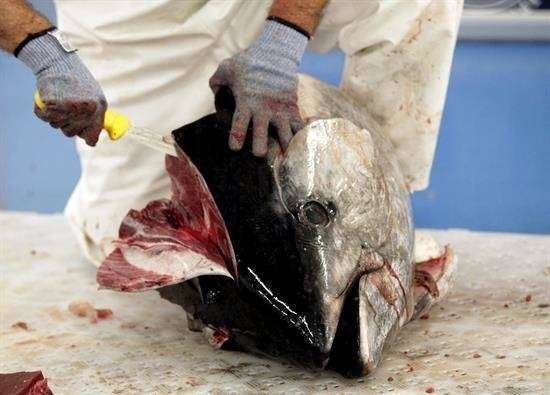 Investigan a 7 personas por la intoxicación alimentaria por histamina en atún