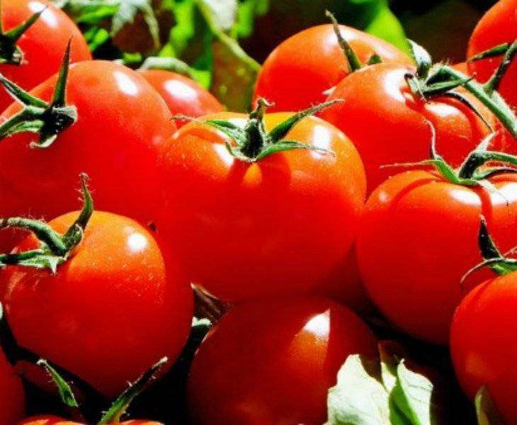 Tomates ricos betacaroteno. / pixabay.com