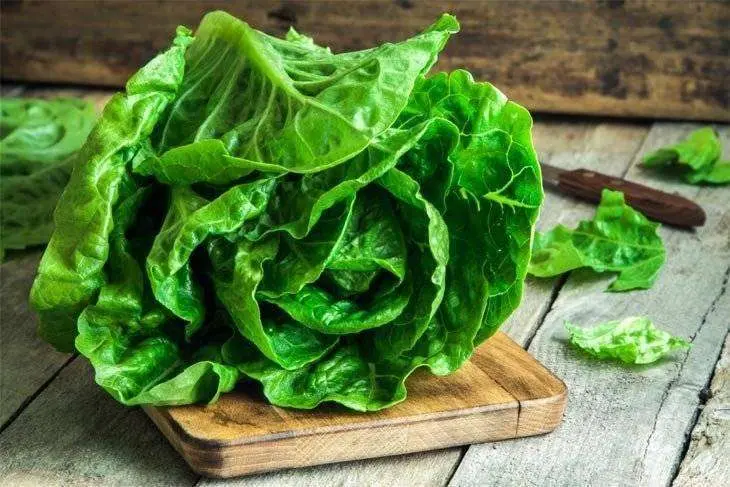 Lechuga. / BuenaVida.pr