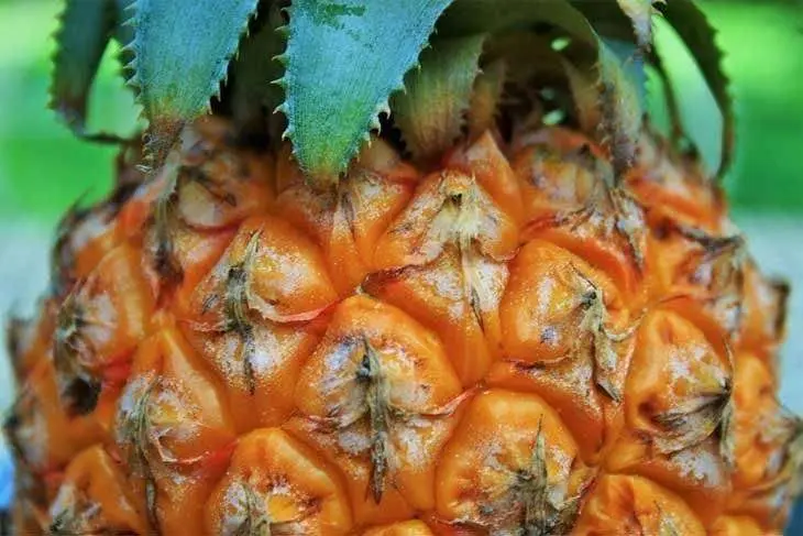 Pi&ntilde;a./ Pixabay