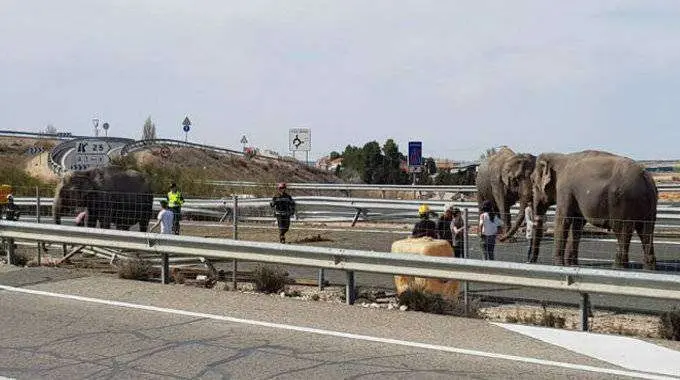 elefante