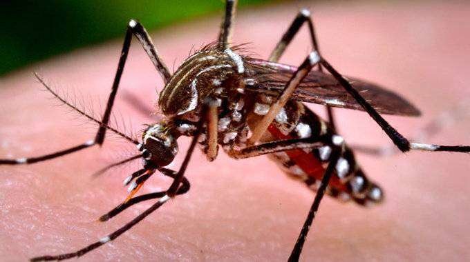 Mosquito aedes (C.A.)