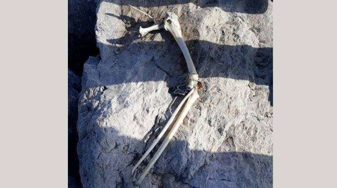 Huesos encontrados en las escolleras de Benítez (C.A.)