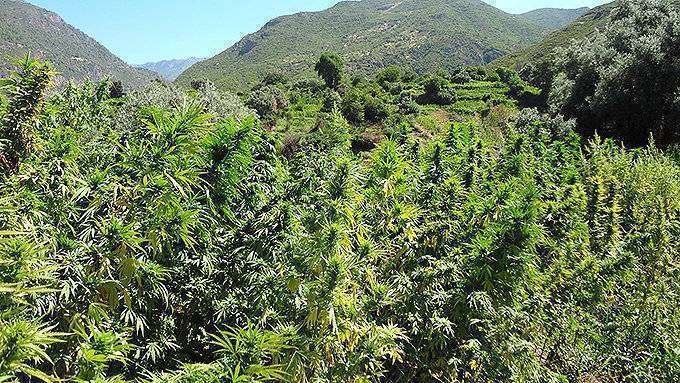 plantacióncannabis