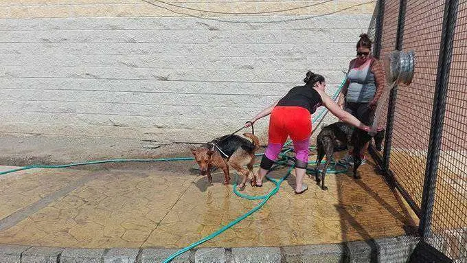 animales