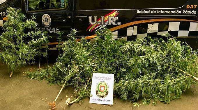 La marihuana intervenida, junto a un automóvil de la UIR de la Policía Local (CEDIDA)
