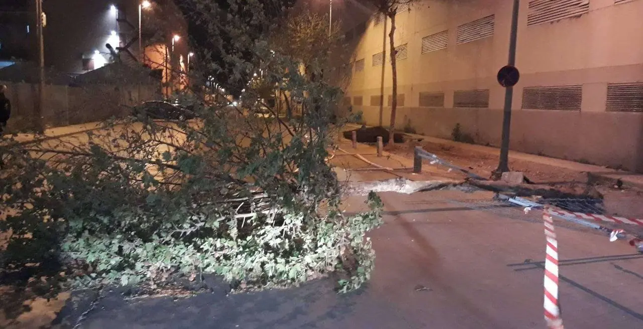 arbol