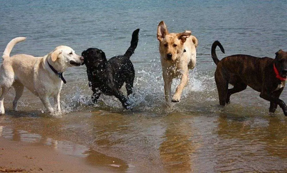 perros-playa