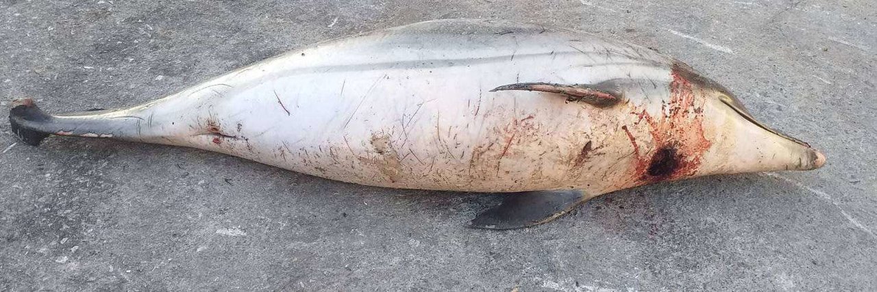 Uno de los delfines muertos hallados en Calamocarro (CEDIDA)