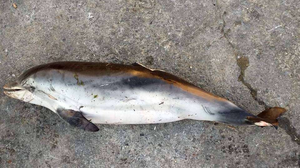 Uno de los delfines hallados ayer en la playa de Calamocarro (CEDIDA)