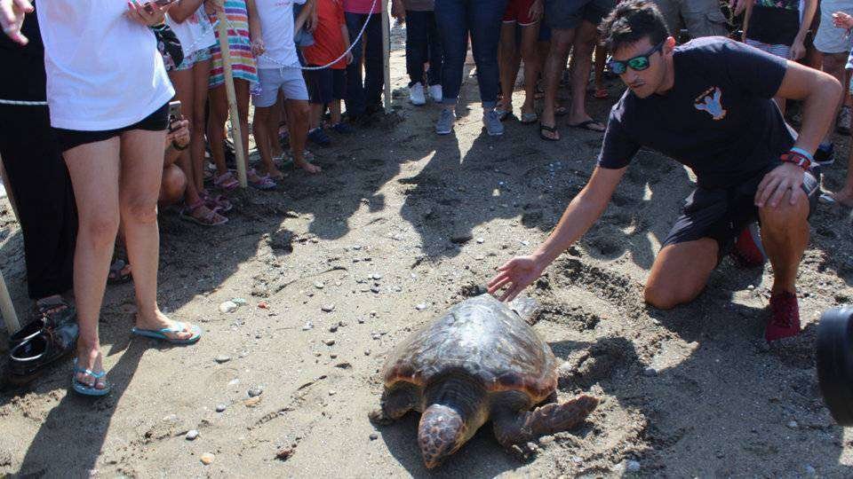 Un voluntario conduce a la tortuga hacia el mar (C.A.)