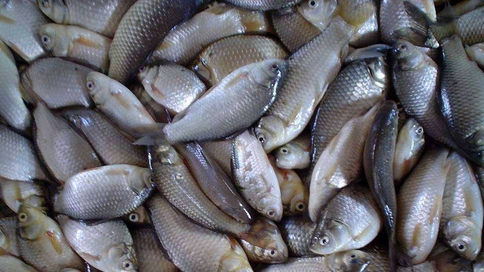 El veto a la entrada de pescado procedente de Marruecos cumple una semana