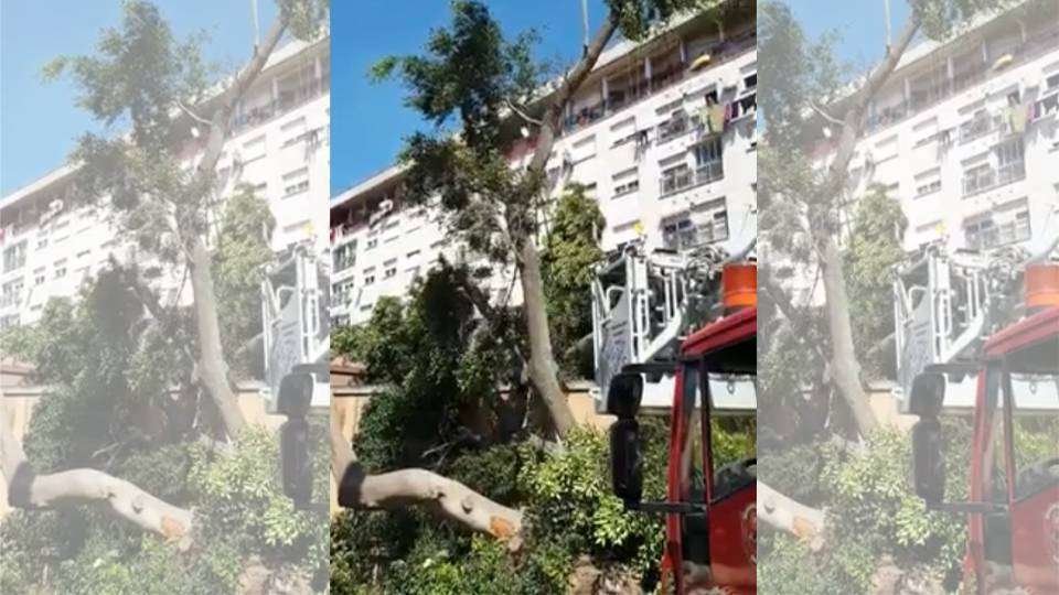 Un momento de los trabajos de retirada de los árboles caídos (CEDIDA)