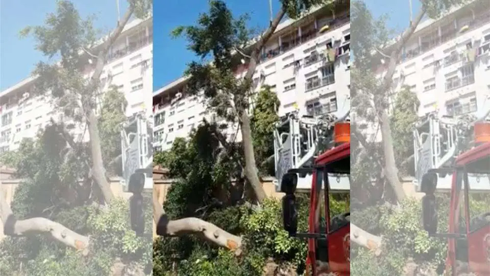 Un momento de los trabajos de retirada de los &aacute;rboles ca&iacute;dos (CEDIDA)