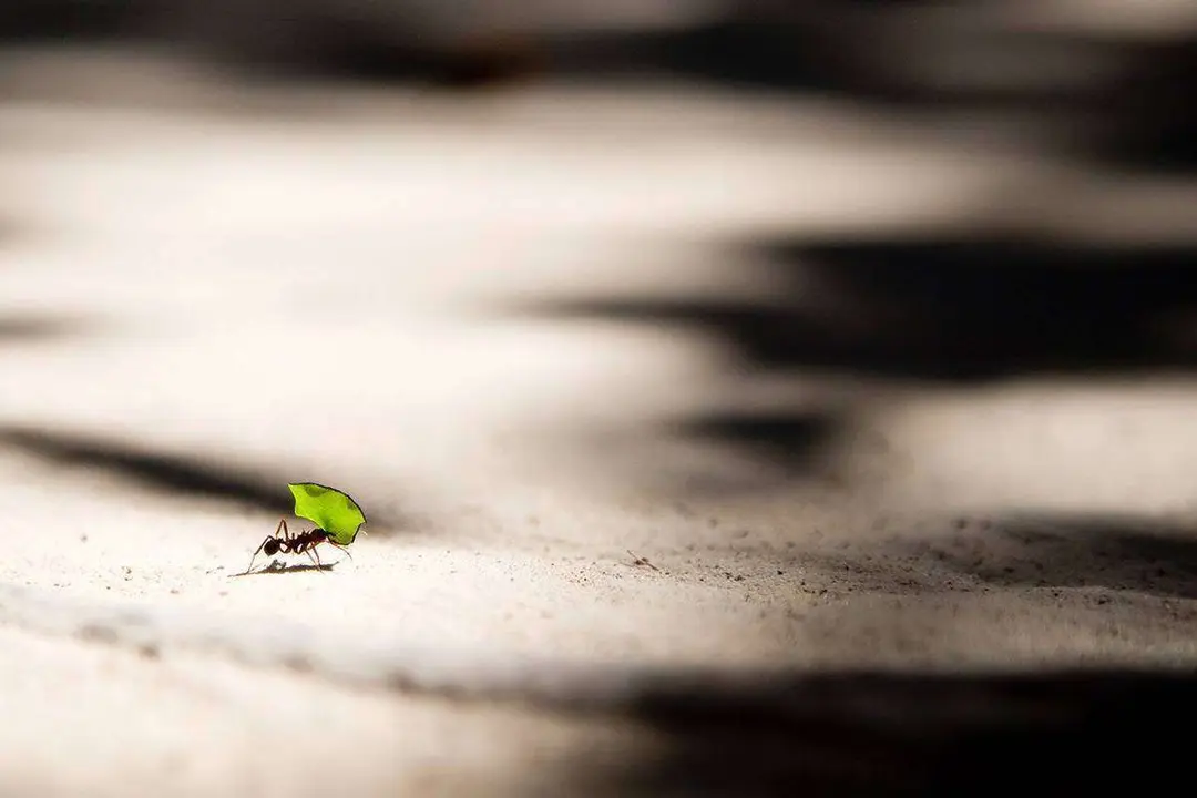  Plaga de hormigas en el jard&iacute;n: C&oacute;mo solucionarlo con remedios naturales. Foto Unsplash 