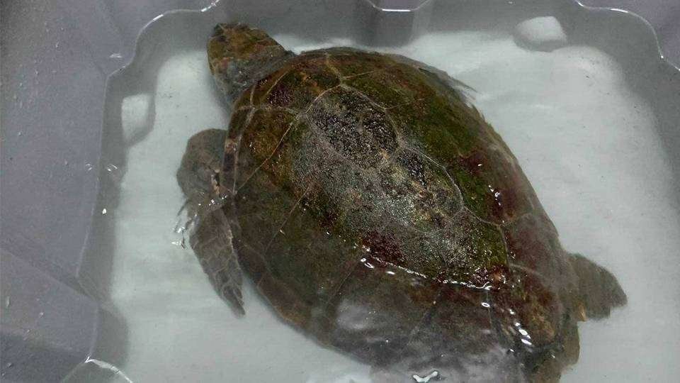 La tortuga rescatada por los voluntarios de CECAM (CEDIDA)