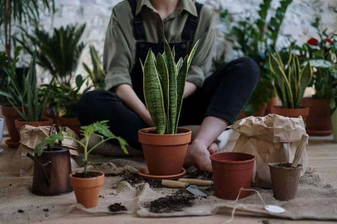 Manos a la tierra: Crece el inter&eacute;s por la jardiner&iacute;a Foto: Pexels