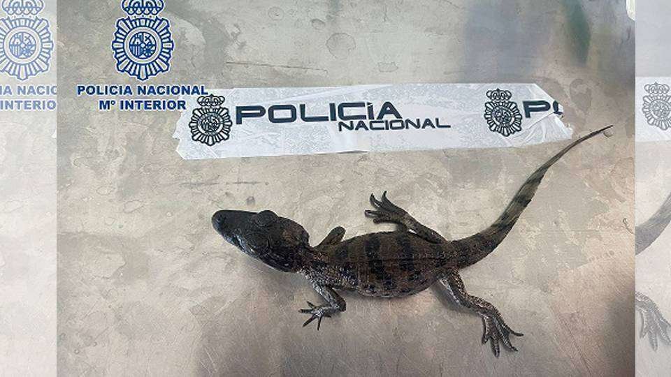 Un reptil incautado en los registros practicados durante la operación (POLICÍA NACIONAL)