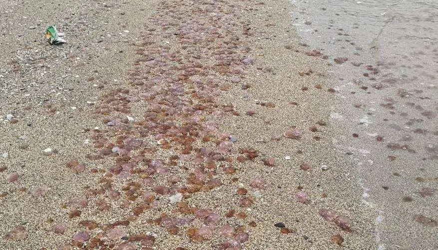 MEDUSAS