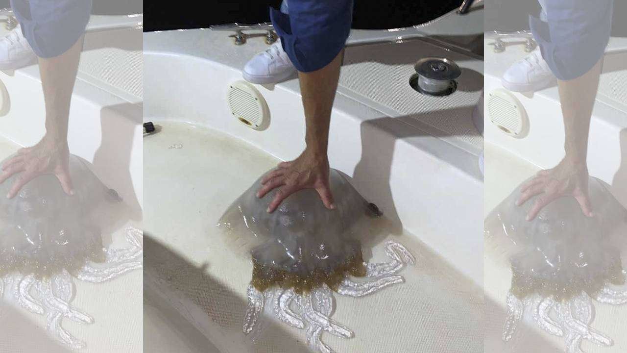 Fotografía de la medusa recogida en aguas de El Chorrillo (C.A.)
