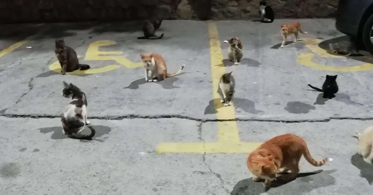 gatos retocada