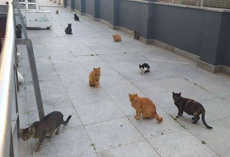 4766_gatos