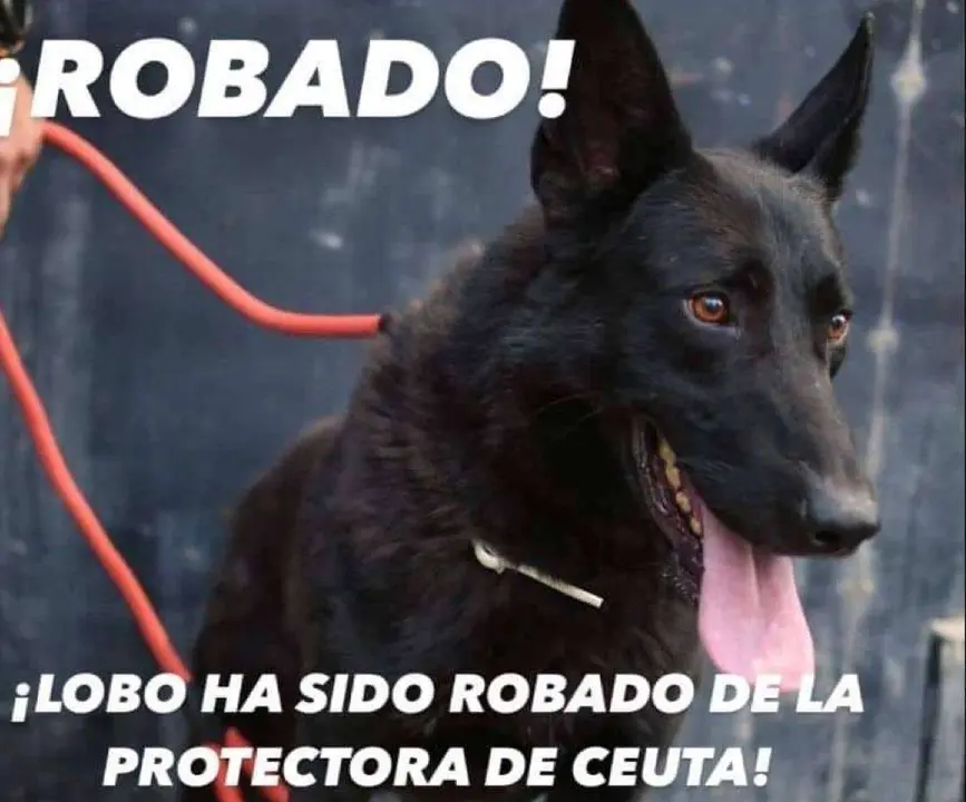 lobo ok