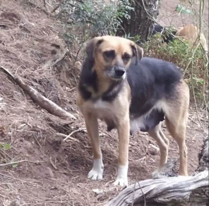 perro ook