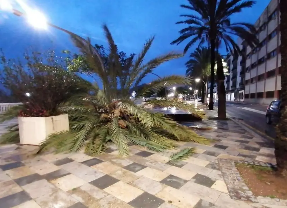 palmera