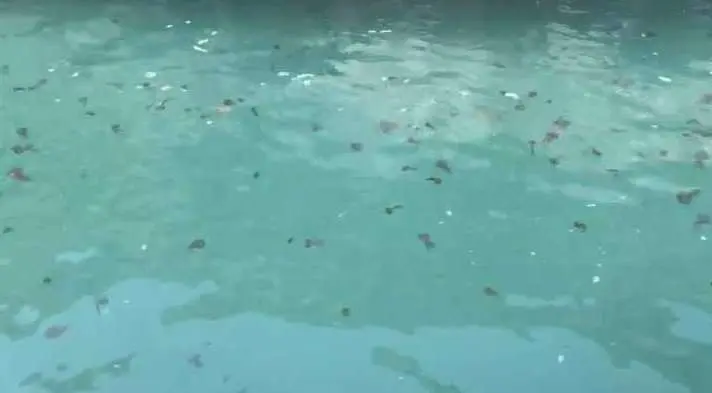 medusas