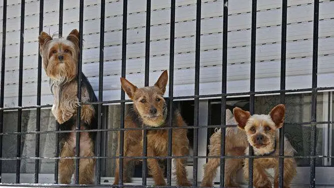 perritos-ventana-vivienda-Cadiz_