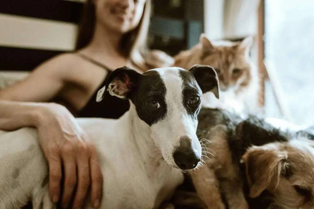 <p> &iquest;Por qu&eacute; elegir una alimentaci&oacute;n natural para perros y gatos? </p>