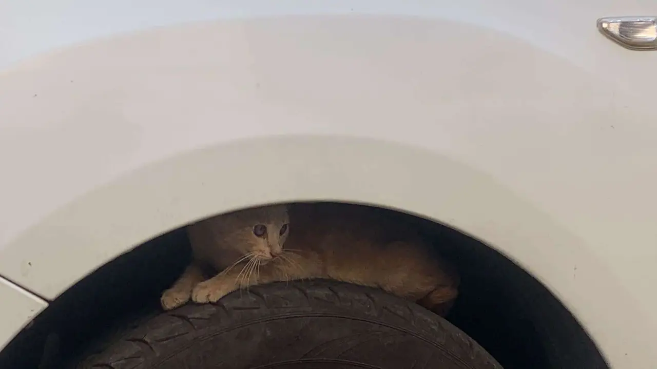 Gato Soy tu voz