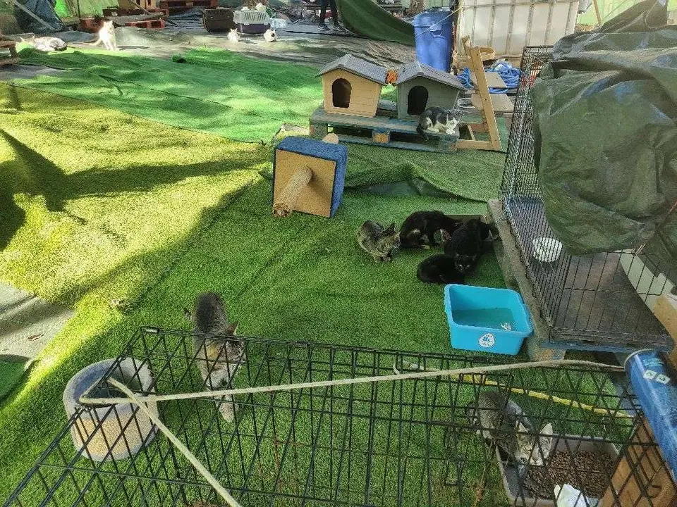 Colonia felina en Pol&iacute;gono Virgen de &Aacute;frica