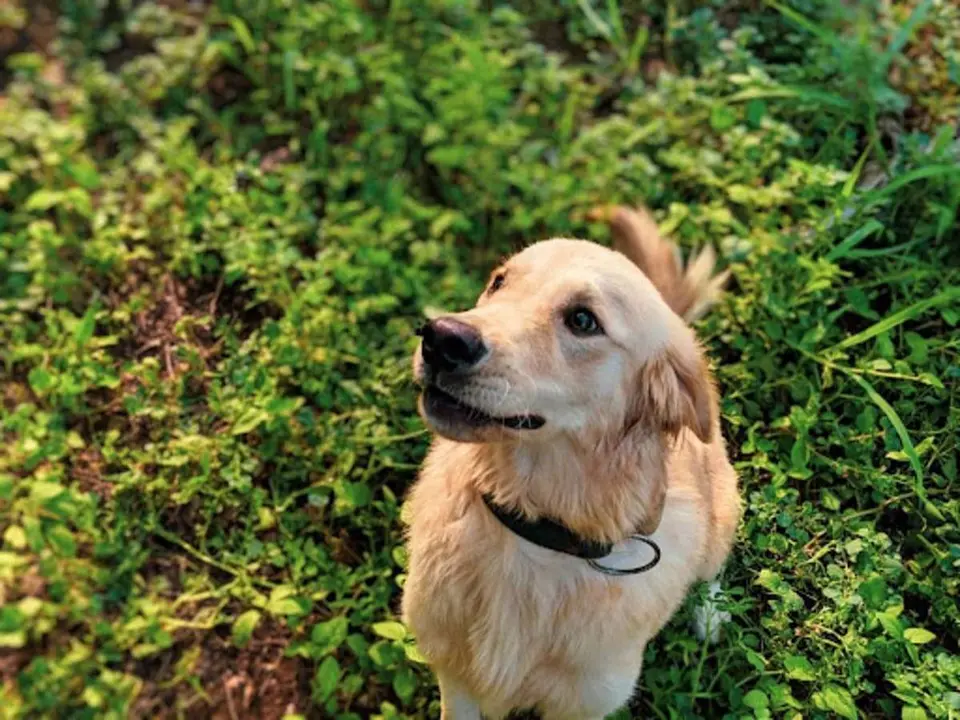  Lo que debes saber sobre el aceite de CBD para mascotas 