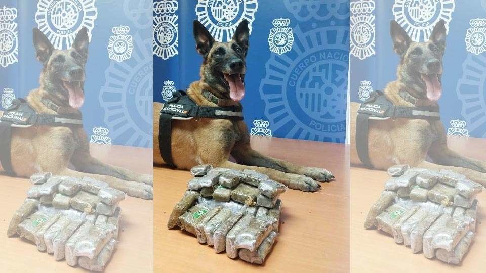 Nea, el perro de la Unidad de Guías Caninos de la Policía Nacional (CEDIDA)